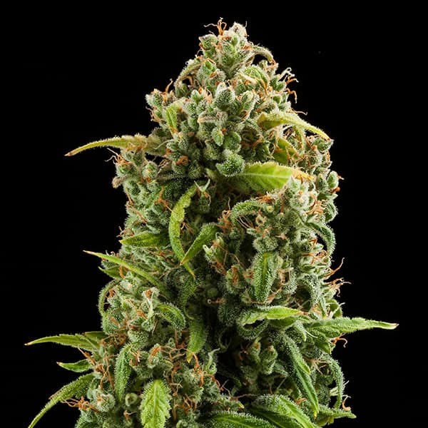 DIESEL AUTO