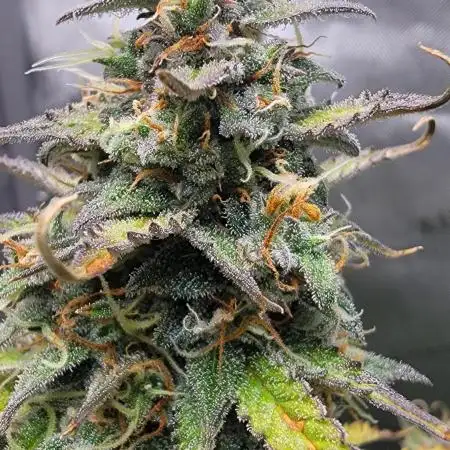 EUPHORIC DIESEL AUTO