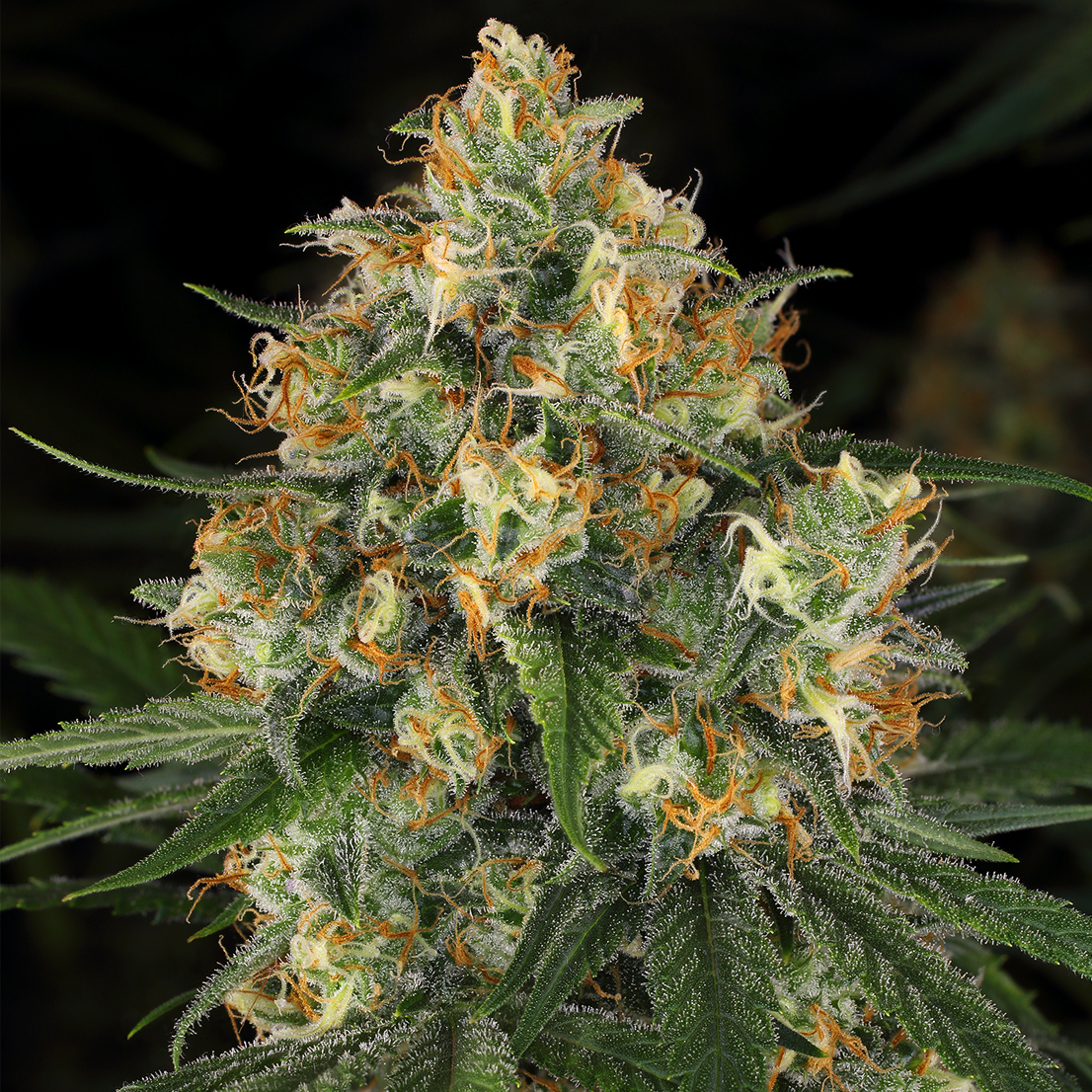 NICOLE KUSH FEMINIZED