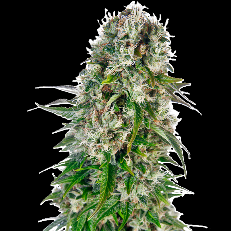 BIG BUD AUTO